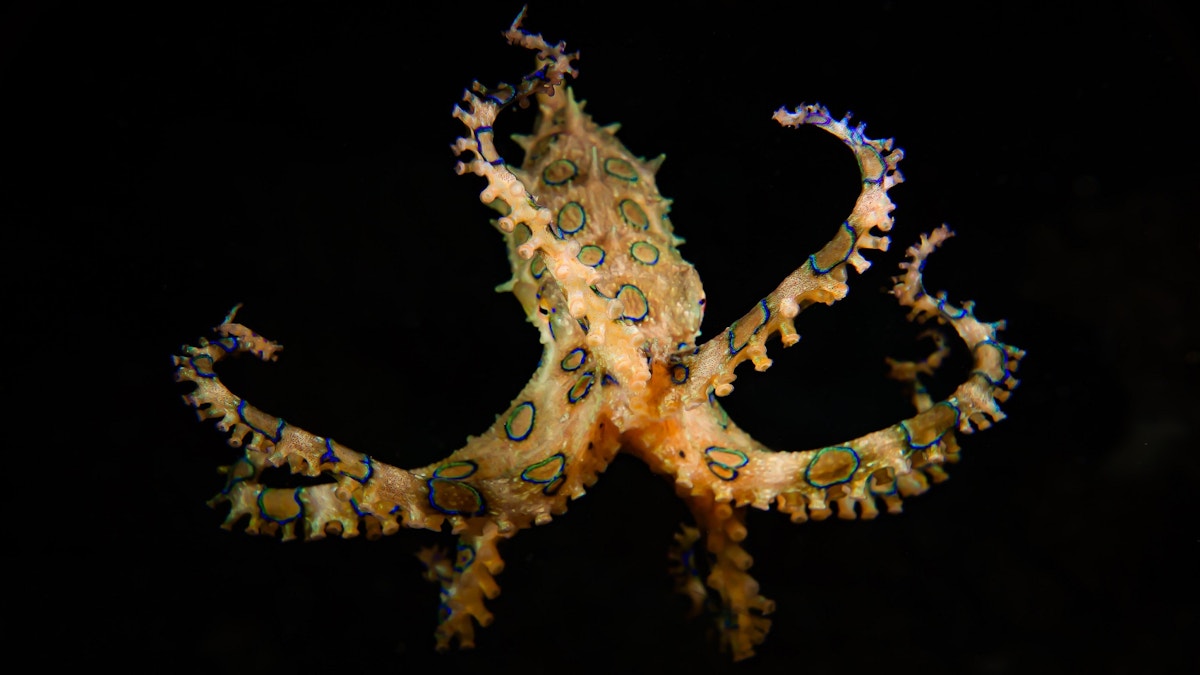 Blue-ringed octopus warning, Bribie